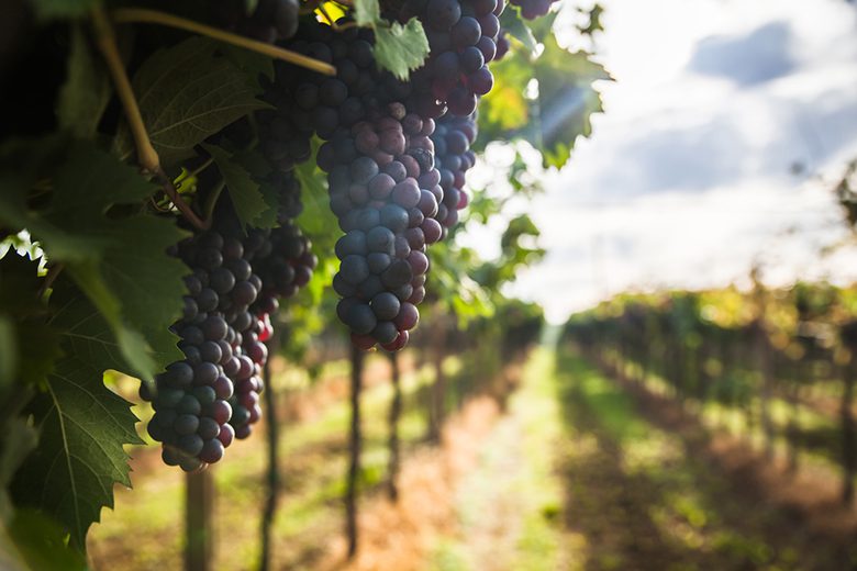Grapes & Strawberry: Doğanın Zengin Dokunuşu